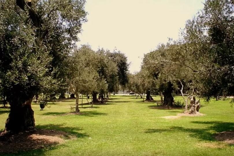B&B El Olivar Lima Dış mekan fotoğraf